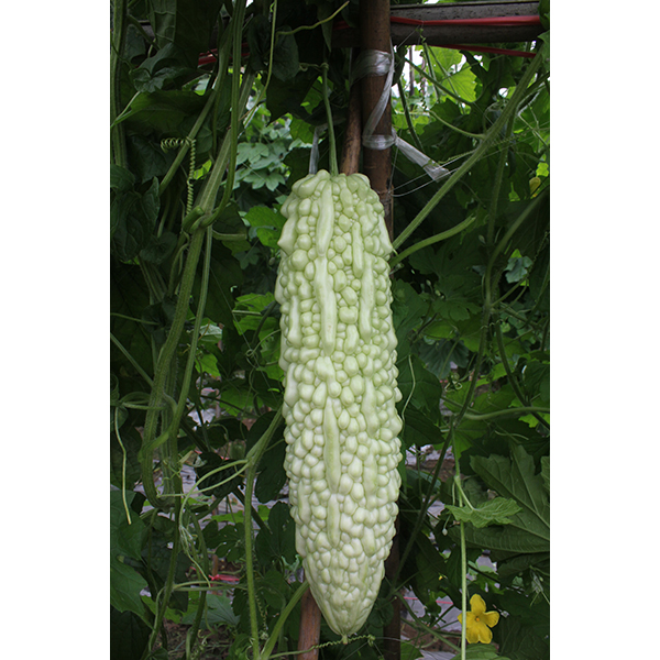 芸玉苦瓜