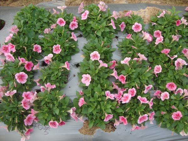 矮牵牛&bull;雨林红色脉纹