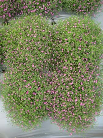 满天星&bull;GLGJ02粉色