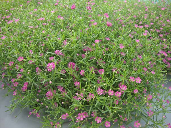 满天星&bull;深玫红色