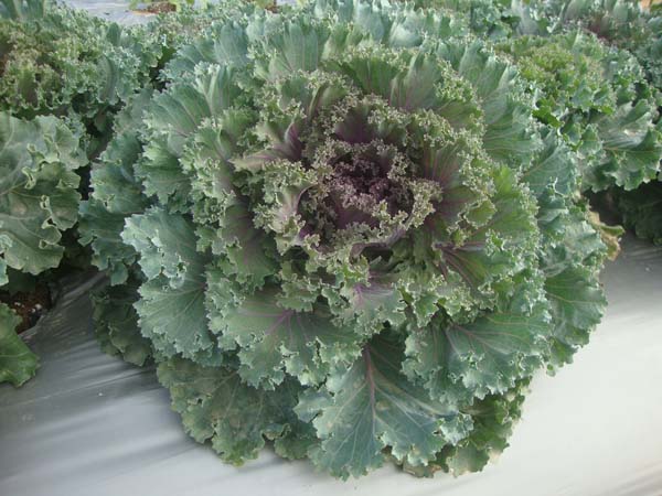 羽衣甘蓝&bull;新华美红色