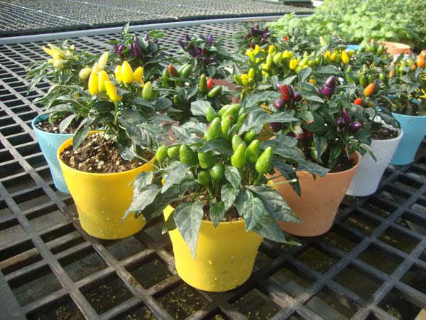 炫彩观赏椒&bull;混色