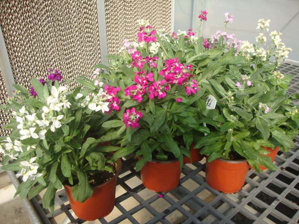 紫罗兰&bull;混色