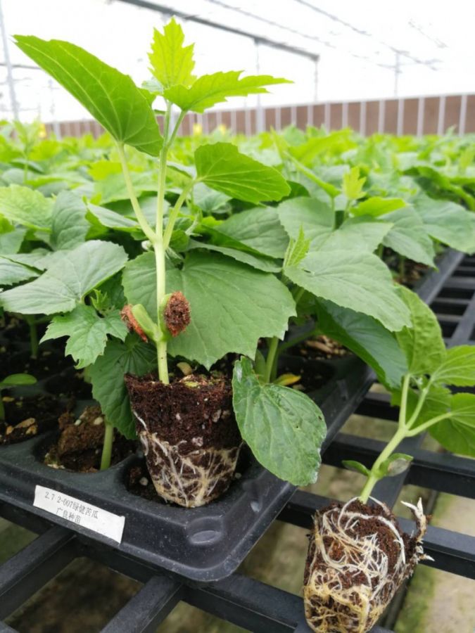 广良优质实生苗(欢迎预定)