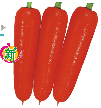 宝冠F1秋奇29-2胡萝卜