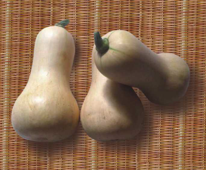 广良8号奶油南瓜