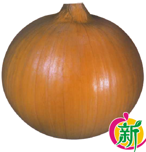 早生金太郎洋葱