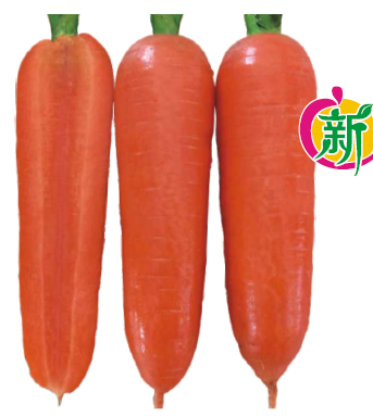 广良103F1胡萝卜