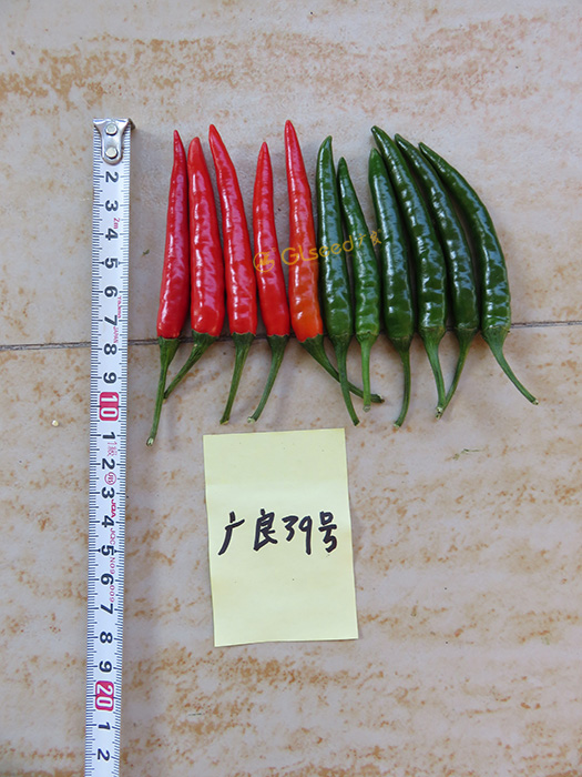 广良39朝天椒
