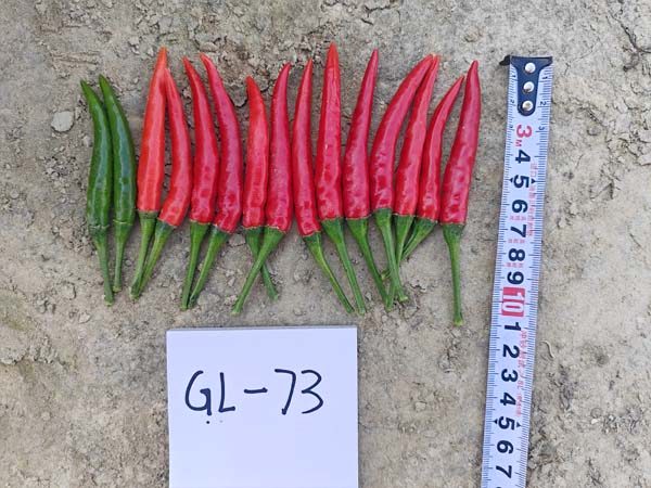 GL-73朝天椒(预告)