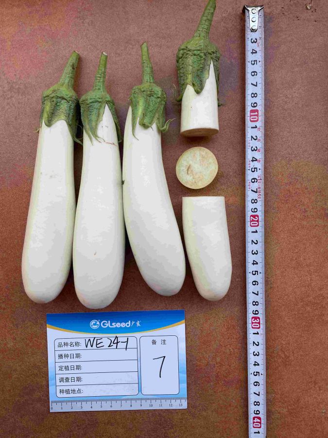 WE24-1白茄（预告）