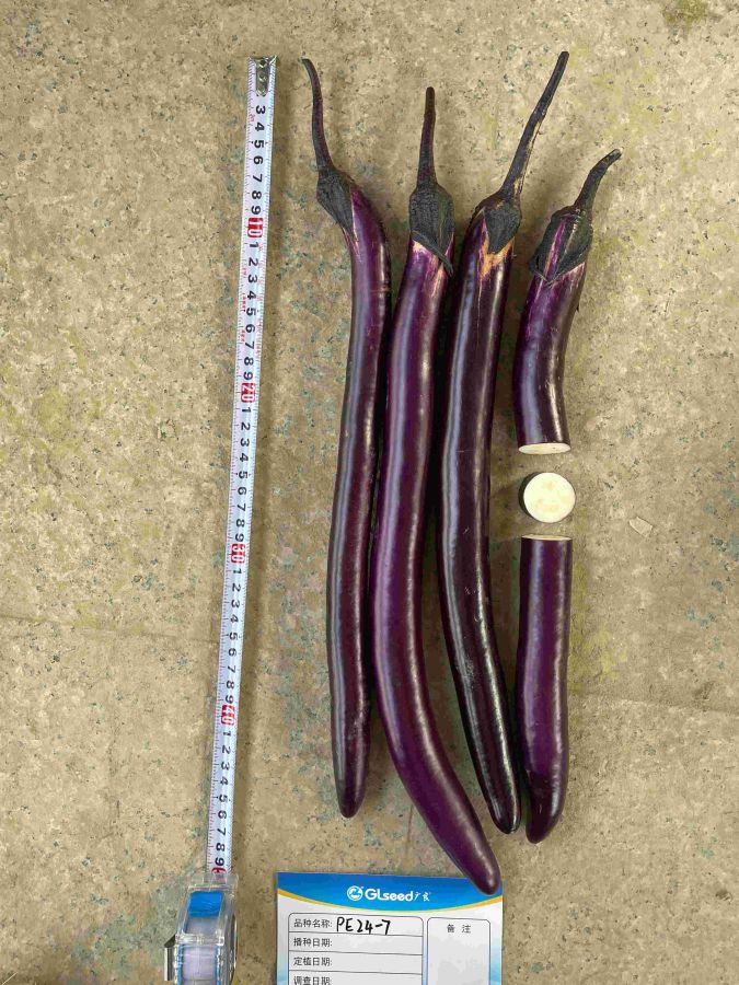 PE24-7茄子（预告）