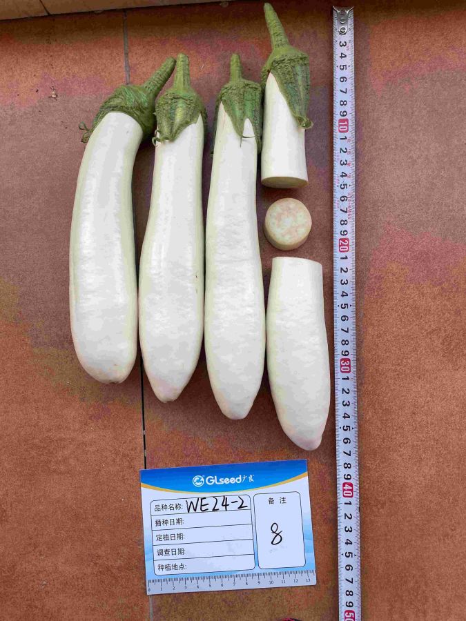 WE24-2白茄（预告）