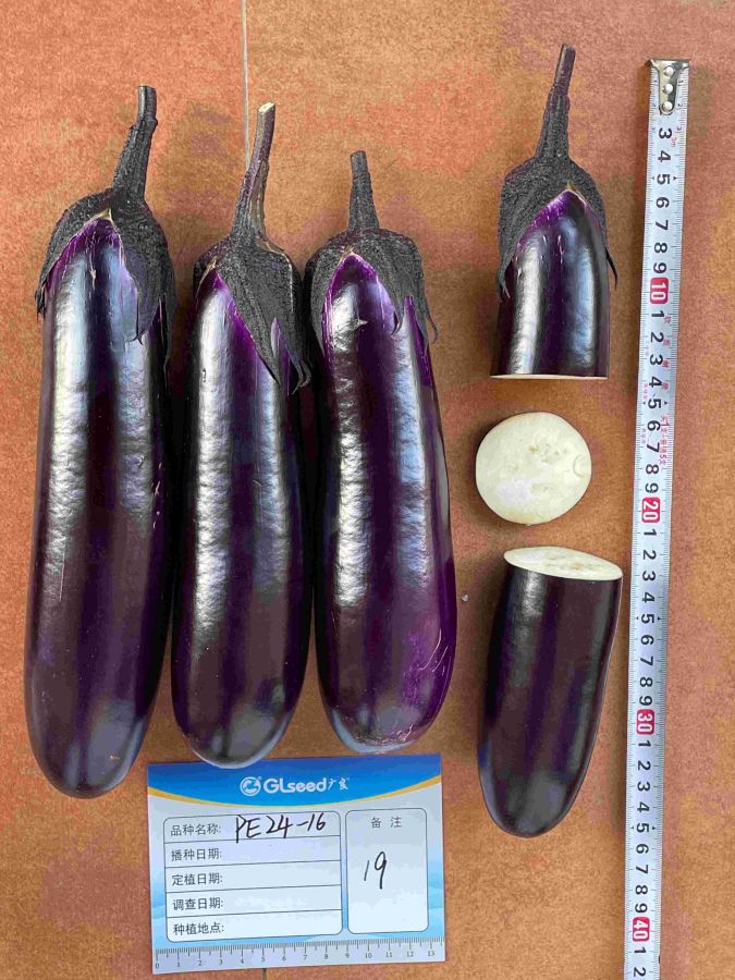 PE24-16茄子（预告）