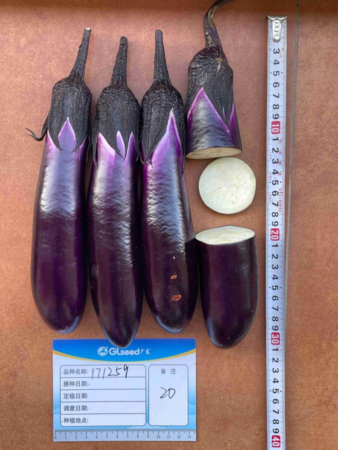 GL1259茄子（预告）