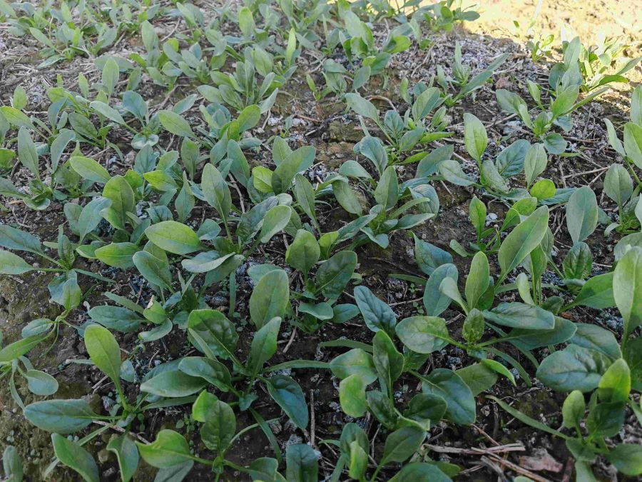 新速度1628菠菜(预告)