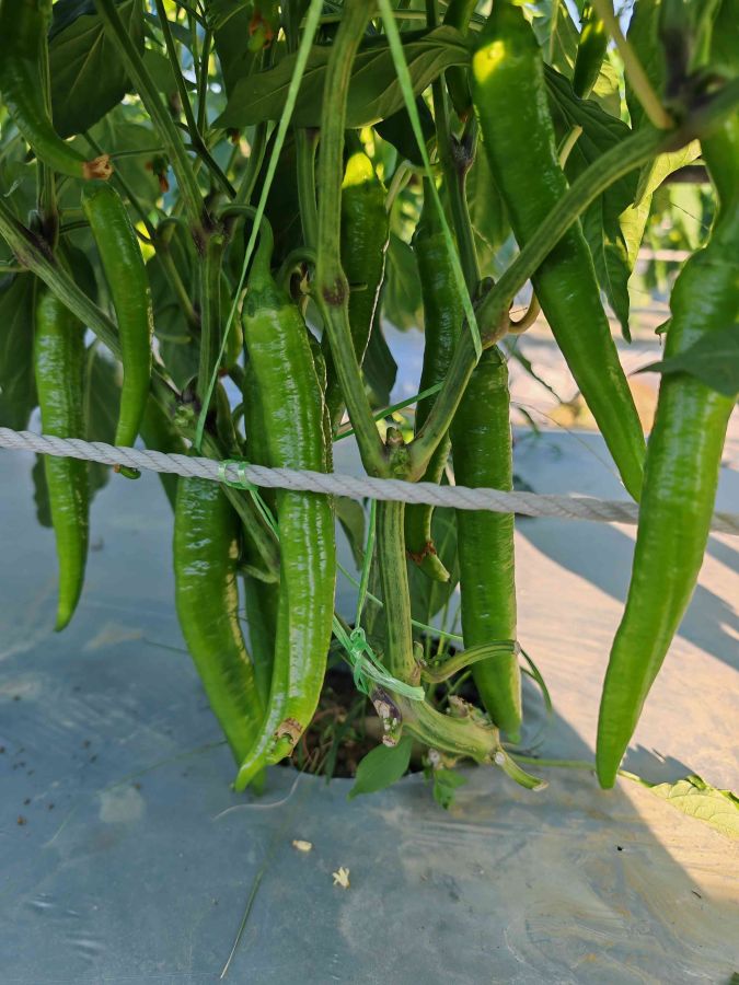 25SP-21线椒（预告）