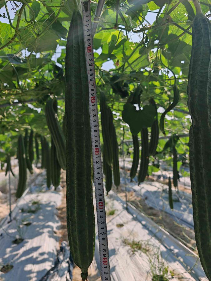 天天好丝瓜（预告）