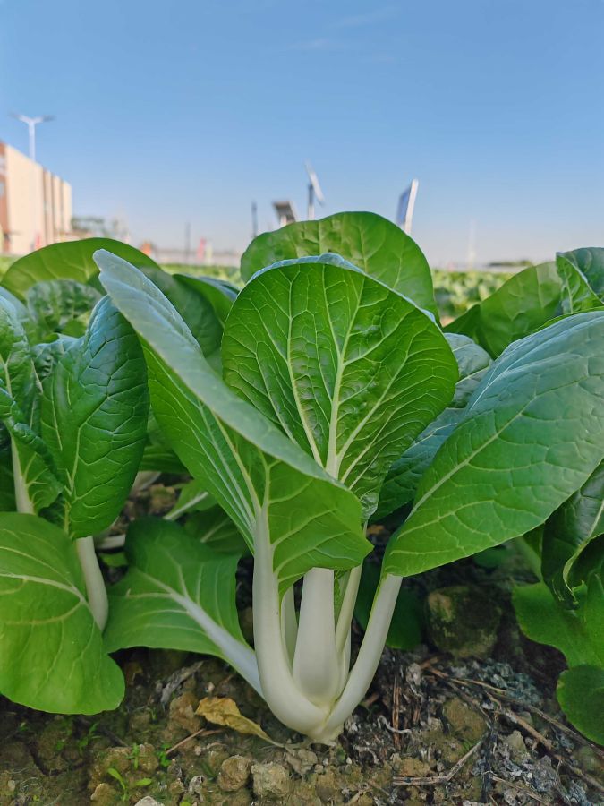 广良5号黑叶白菜（预告）