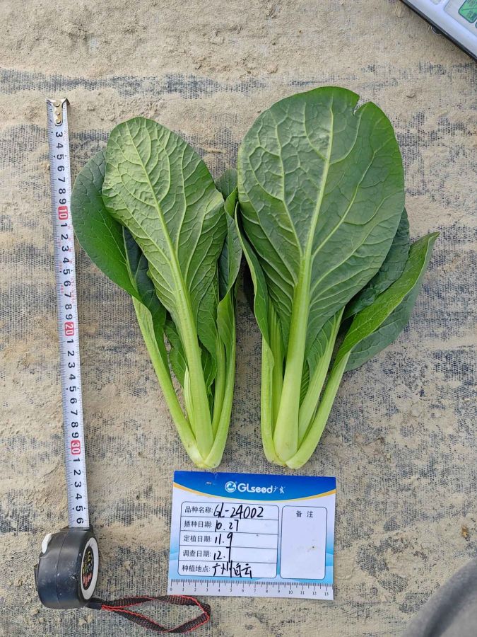 GL24002小松菜（预告）