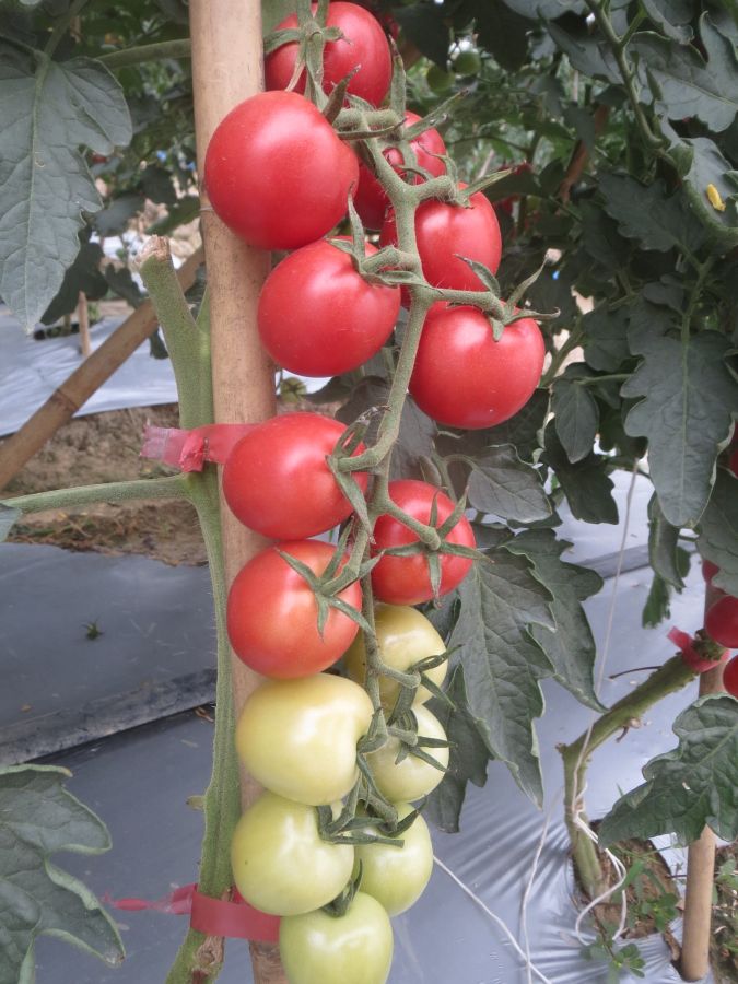 GZT25511番茄（预告）