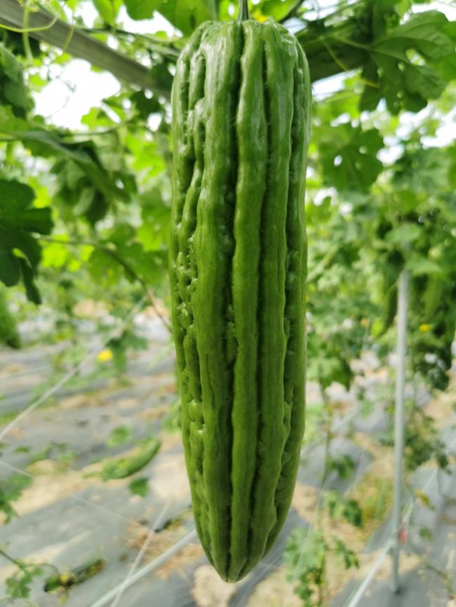 BY1042Y苦瓜（预告）