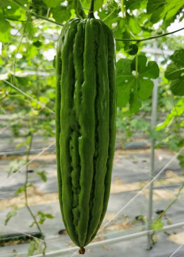 BY1044Y苦瓜（预告）