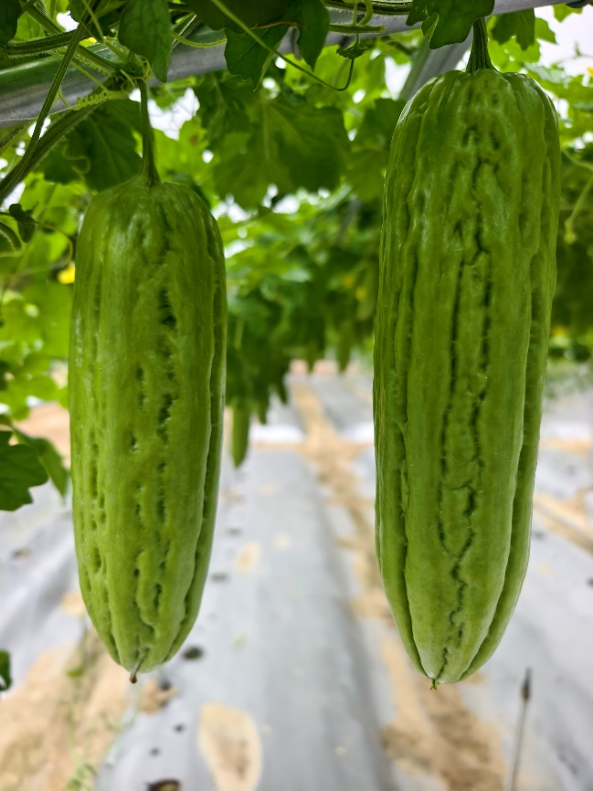 BY1058Y苦瓜（预告）