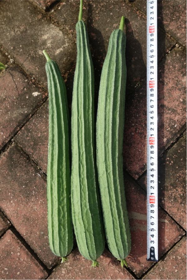 RIG-2058丝瓜（预告）