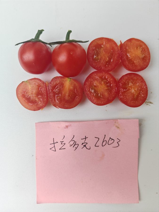 拉多克2603番茄（预告）