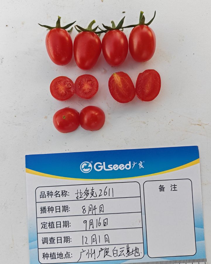 拉多克2611番茄（预告）