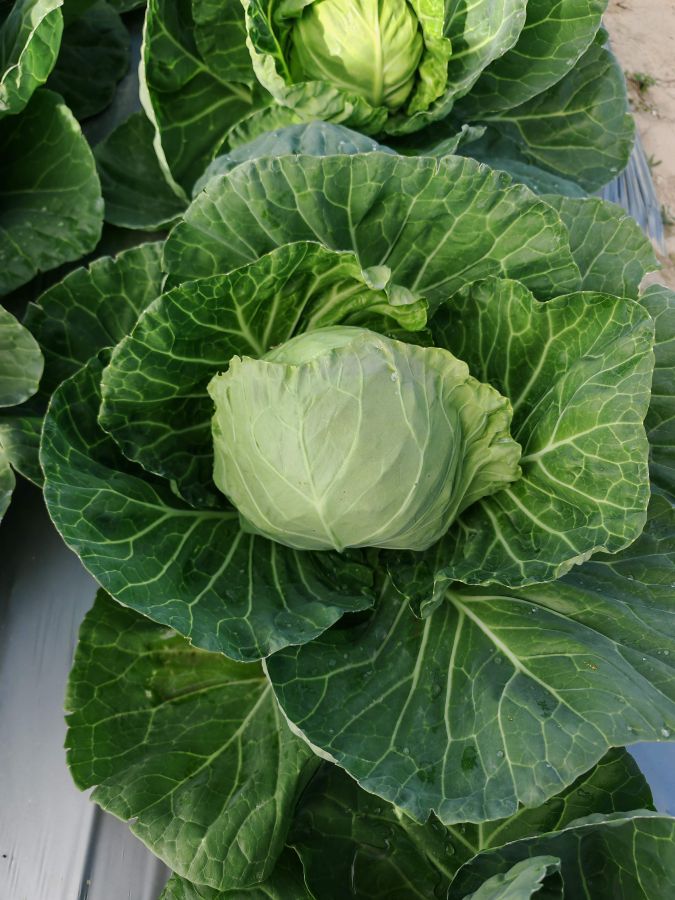 GL25003甘蓝（预告）