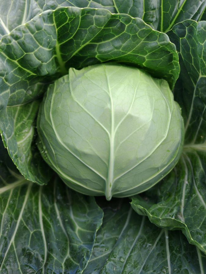 GLX-25902甘蓝（预告）