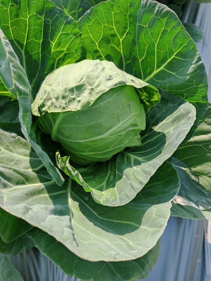 GL25005甘蓝（预告）