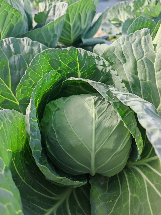 GL25007甘蓝（预告）