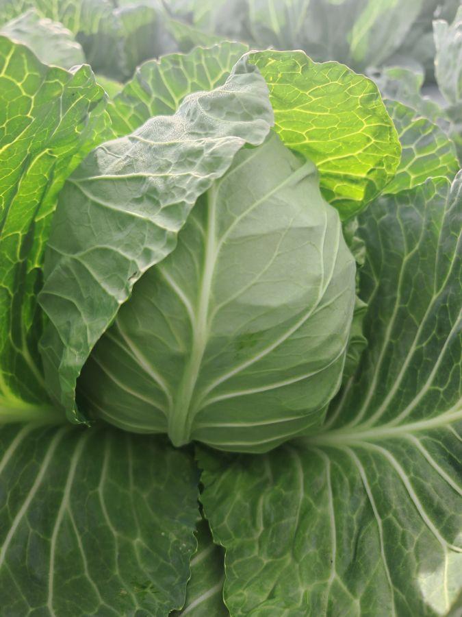 GL25011甘蓝（预告）