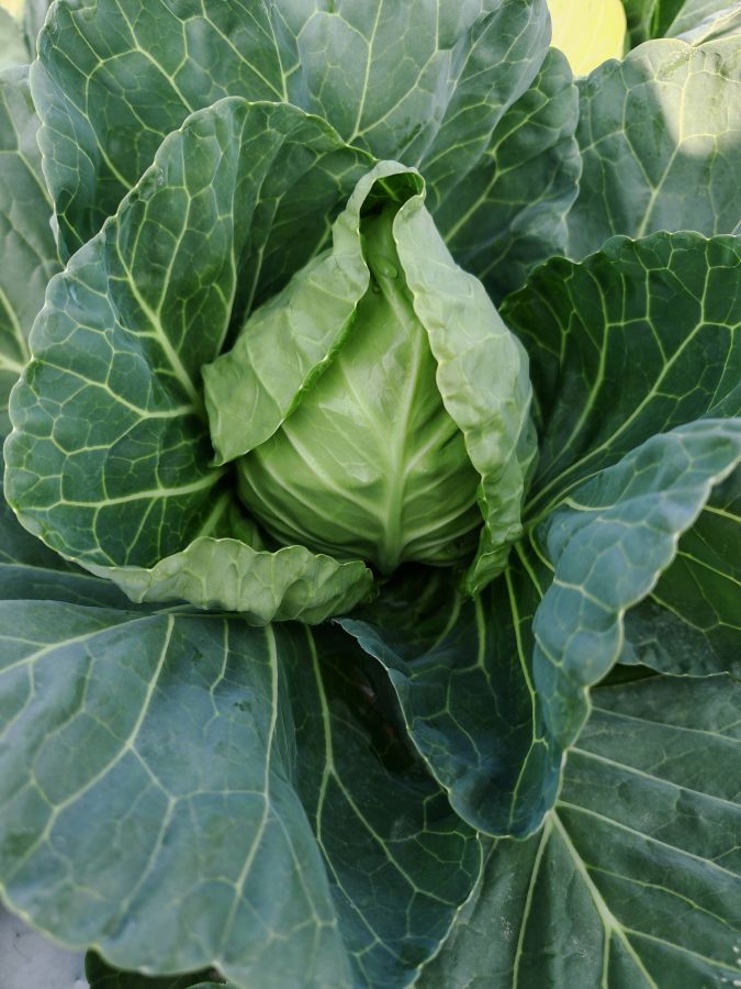 GL26019甘蓝（预告）