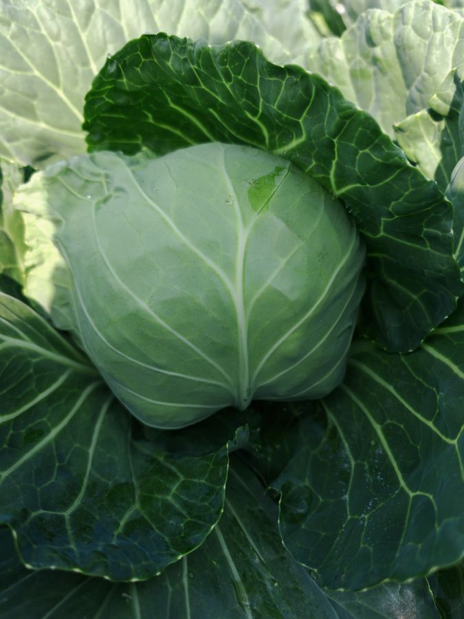 GL26023甘蓝（预告）