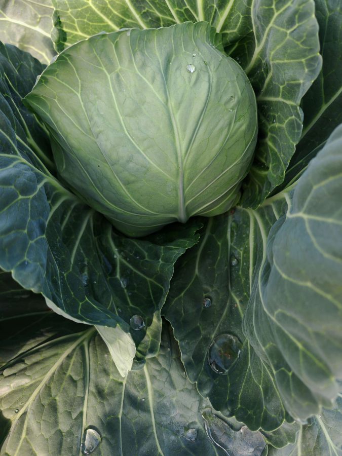 GL26025甘蓝（预告）