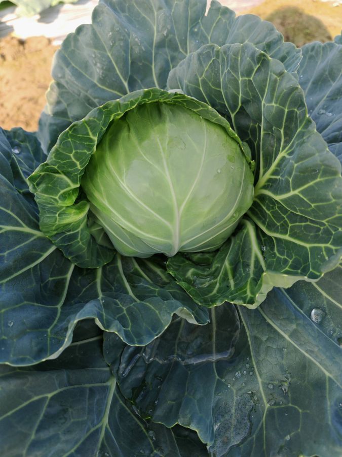 GL26028甘蓝（预告）