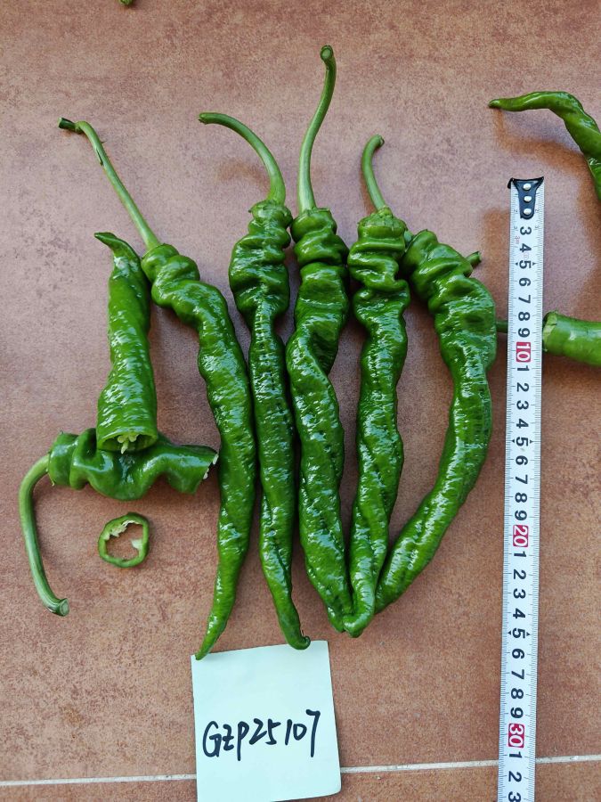 GZP25107辣椒（预告）