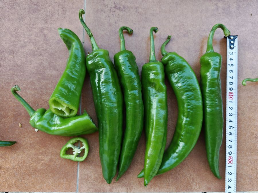 GZP25105辣椒（预告）