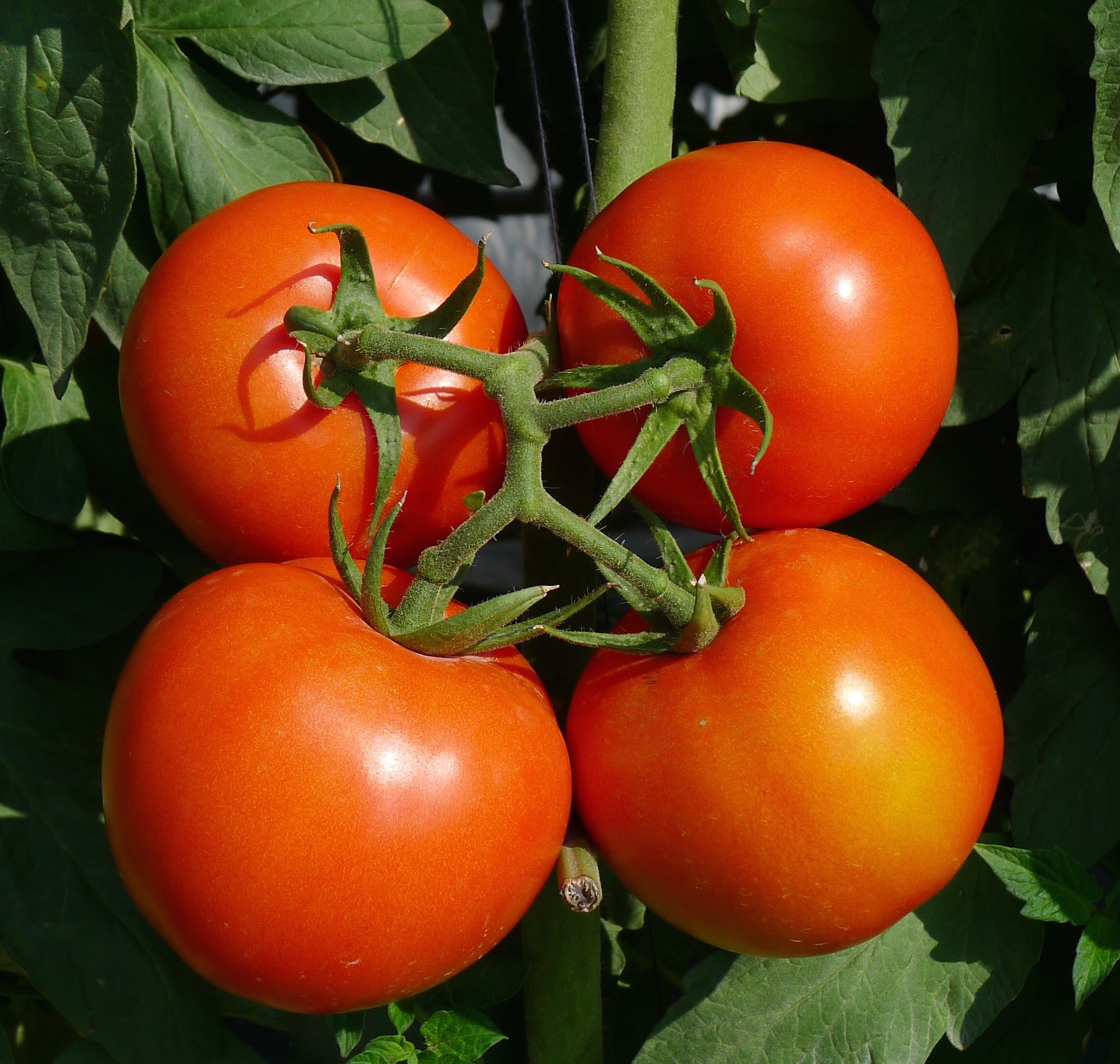  阿尔泰1631番茄