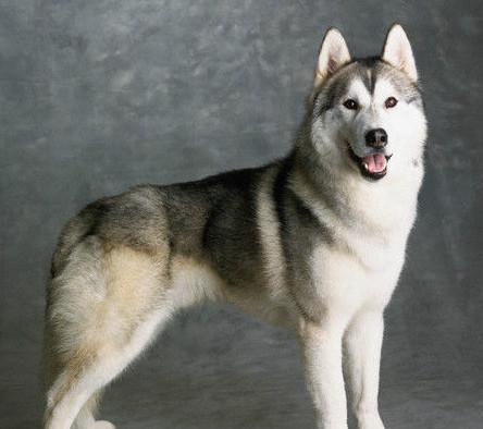 野生西伯利亚雪橇犬图片