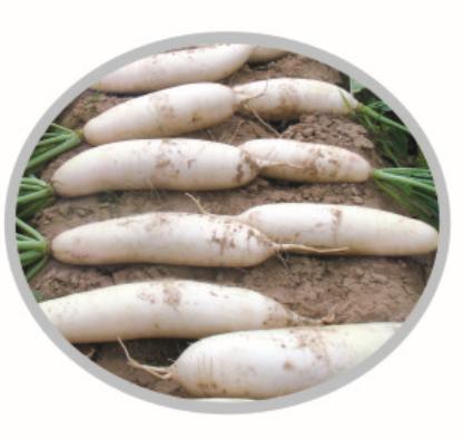 F1 Radish No. 13 (RD08801)