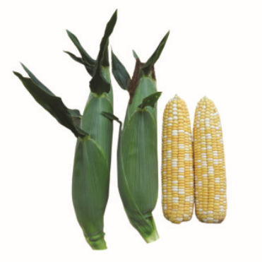 F1 Sweet corn No.177 (GLT10803)