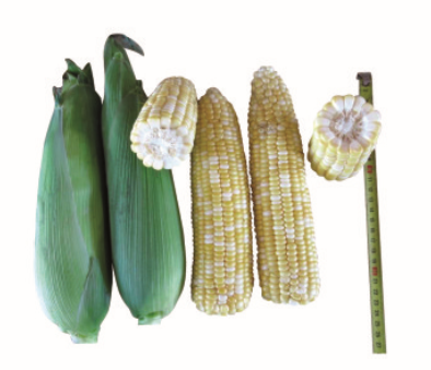 F1 Sweet corn No.238 (GLT10804)