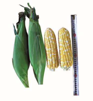 F1 Sweet corn No.408 (GLT10805)