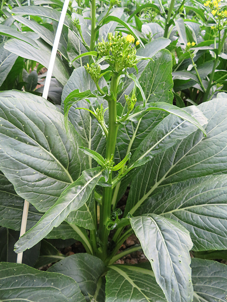 冠兰菜心_广良种子