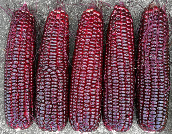 特征特性:酒红色甜玉米新品种,株高约180cm,穗位约50cm,穗长18-20 cm